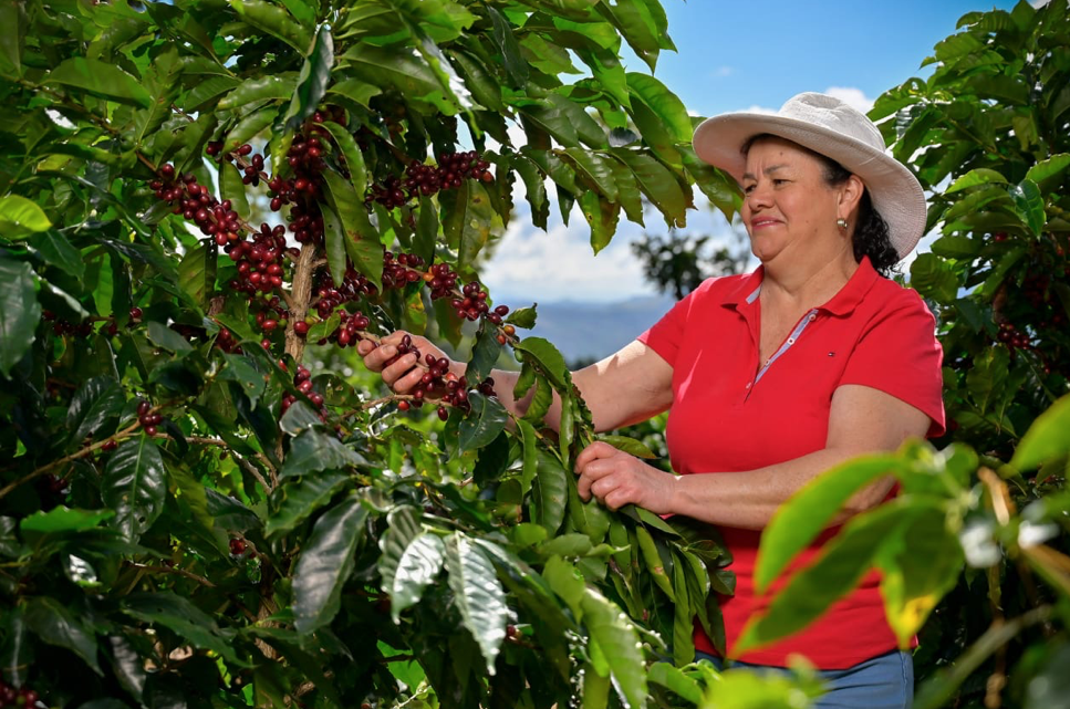 Don Miguels Frau bei der Ernte